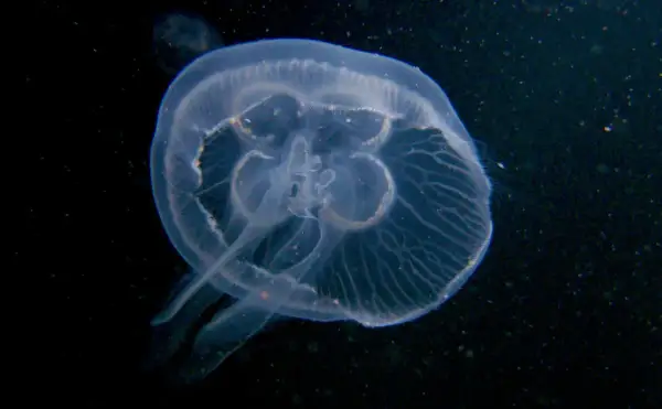 Przezroczysta meduza na ciemnym tle, widoczne delikatne żyłki i ramiona.